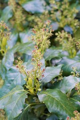 何の花？？