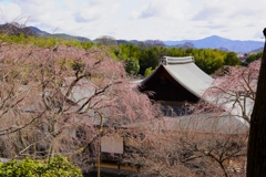 天龍寺の桜