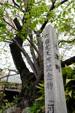 河津にて