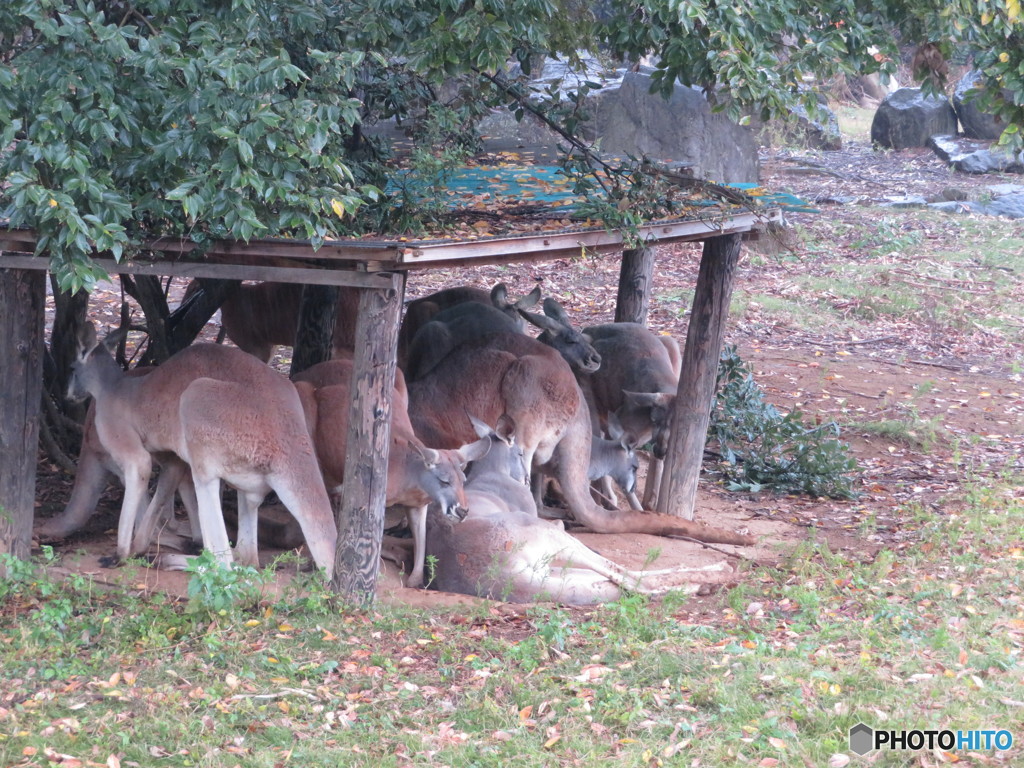 雨宿り　今日は濡れるから屋根の下だね～　ってカンガルーが集団で話してました。