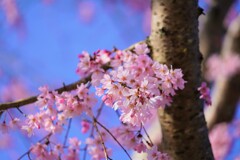 春がきた！！