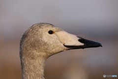 北浦　白鳥の郷　2018