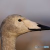 北浦　白鳥の郷　2018