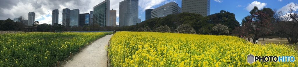 浜離宮のなの花