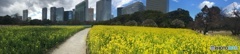 浜離宮のなの花
