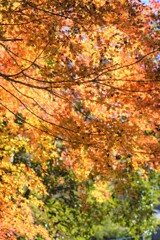 養老渓谷の紅葉2