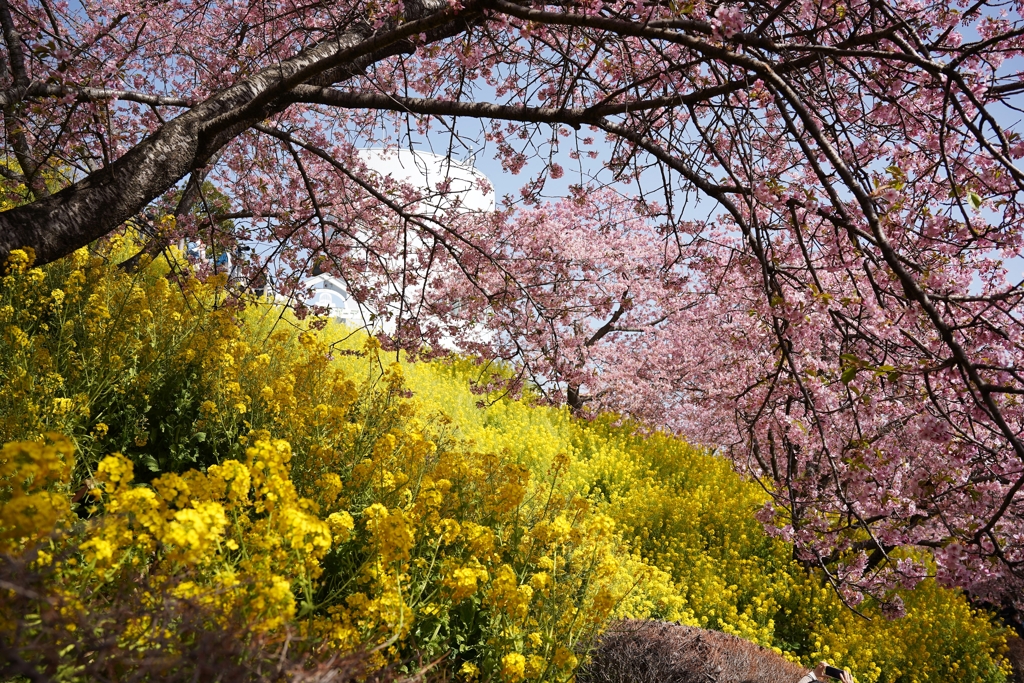 松田山の河津桜