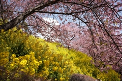 松田山の河津桜