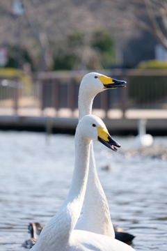 千波湖白鳥