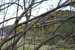 何の花だろう