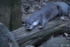 カワウソ君　2018