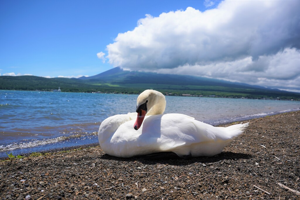 富士山の前の白鳥
