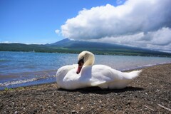 富士山の前の白鳥
