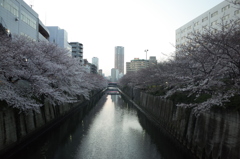 目黒川