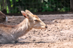 まじめな鹿さん