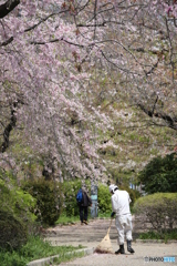 千鳥ヶ淵　さくら