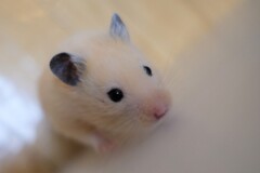 ハムちゃん