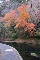 紅葉きれい。