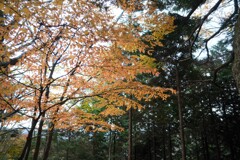 紅葉