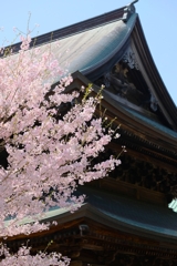 サクラが綺麗