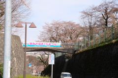 津久井湖　桜祭り