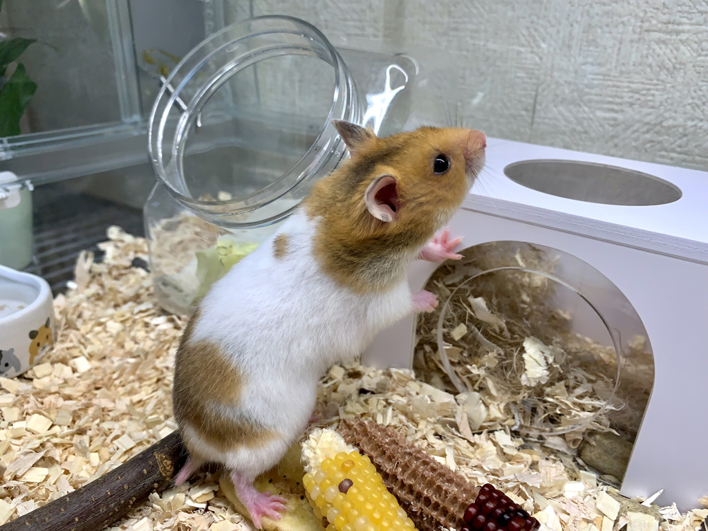 新築の家ですって自慢してました