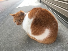 振り返りねこ