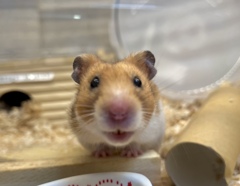 部屋が綺麗になって喜んでるのね