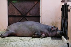 姫路城の動物園　カバさん