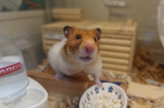 うん、なんですか？