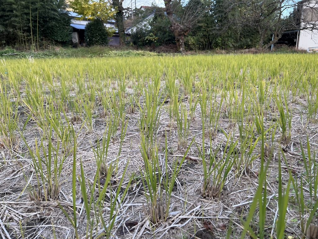 稲刈りあとに
