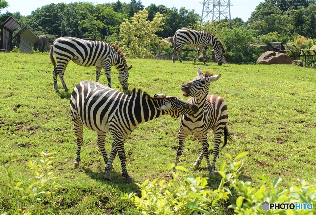 シマウマのバトル！　しまが縦じまになる！