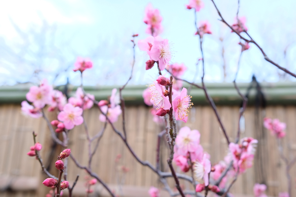 昭和記念公園 梅