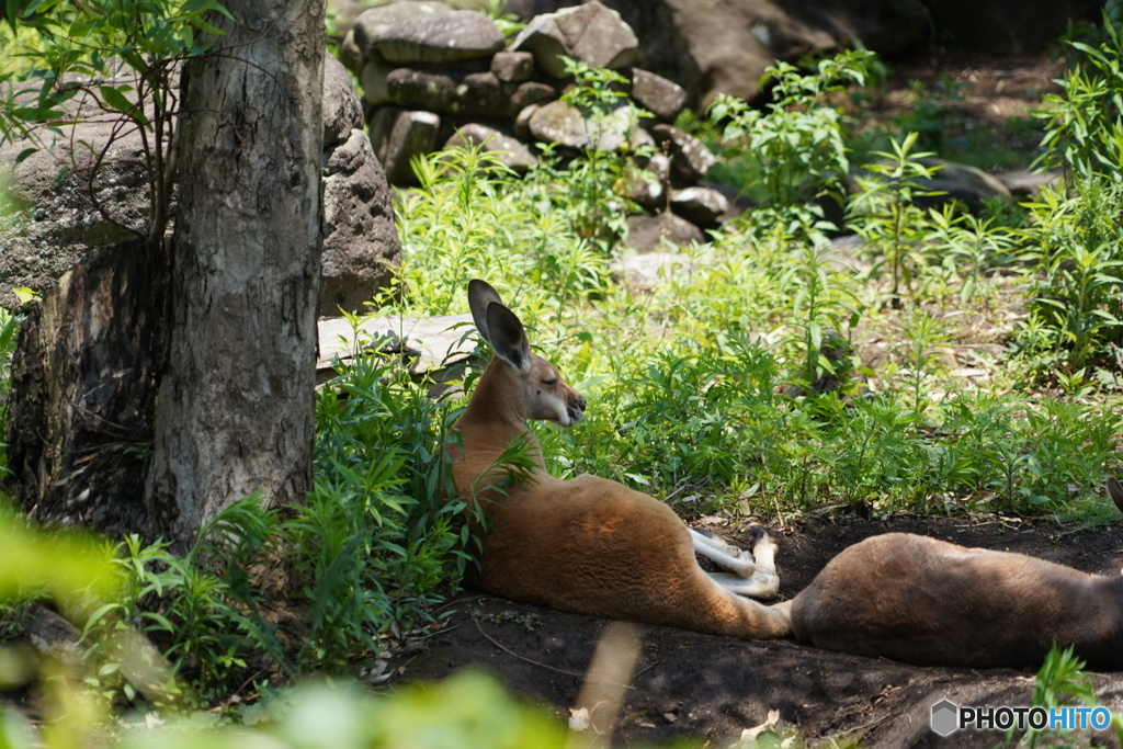 横になってカンガルー