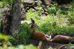 横になってカンガルー