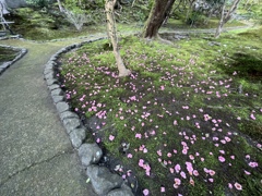 霊鑑寺2