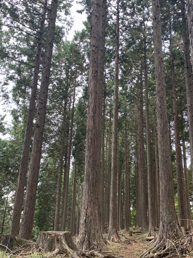 森林浴