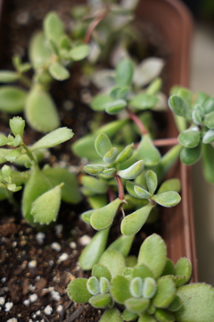多肉植物を試し撮り