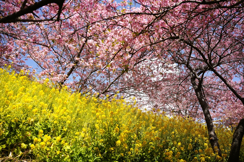 松田山の河津桜