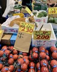 ねこ店長〜　めいちゃん