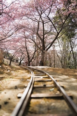 松田山の河津桜