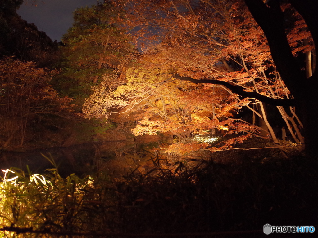 六義園　紅葉