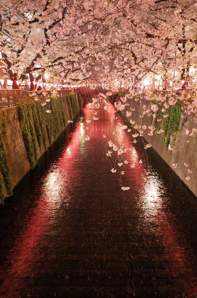 目黒川　桜まつり