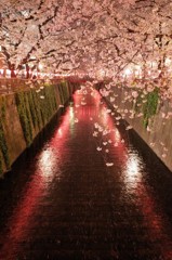 目黒川　桜まつり