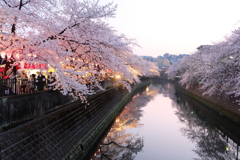 大岡川の桜