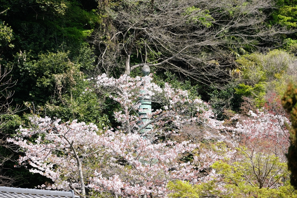 さくら