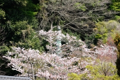 さくら