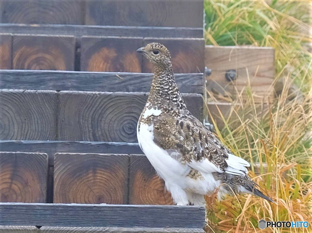 火打山の雷鳥さん