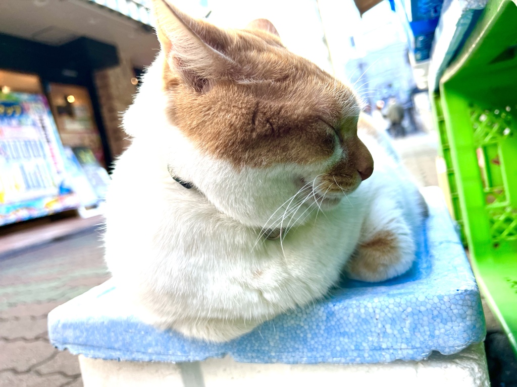 めいちゃんは、おねむですね