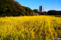 浜離宮恩賜庭園